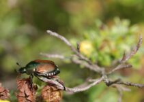 ¿Por qué aparecen los escarabajos?