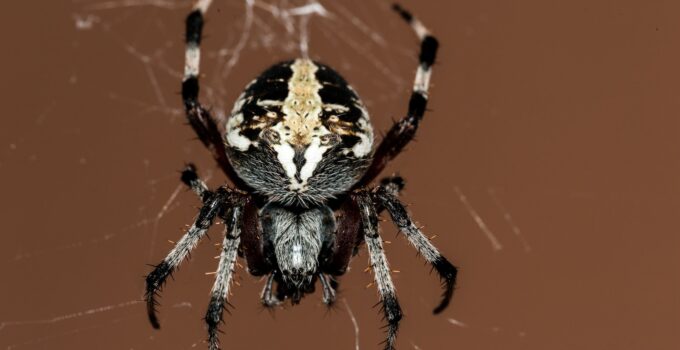 Los lugares donde se suelen esconder las arañas