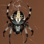 Estrategias naturales para eliminar arañas