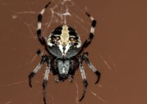 Estrategias naturales para eliminar arañas