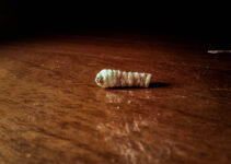 ¿Qué hace la carcoma?