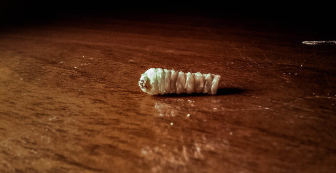 ¿Qué hace la carcoma?