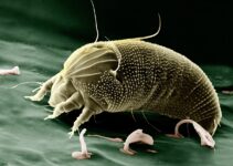 Las alergias que provocan los ácaros