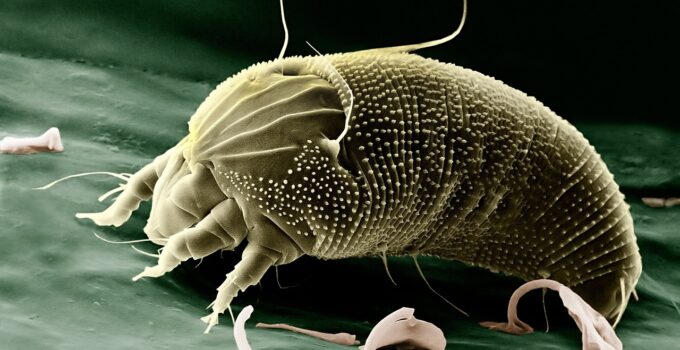 Las alergias que provocan los ácaros