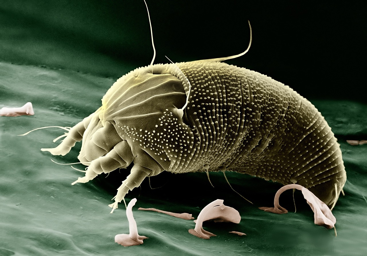 Las alergias que provocan los ácaros