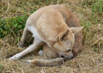 Como eliminar las garrapatas en los perros
