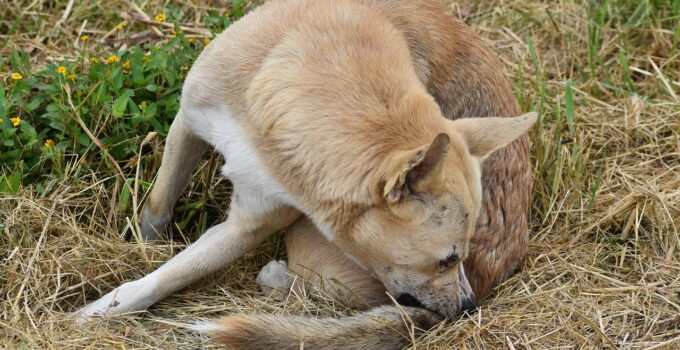 Como eliminar las garrapatas en los perros