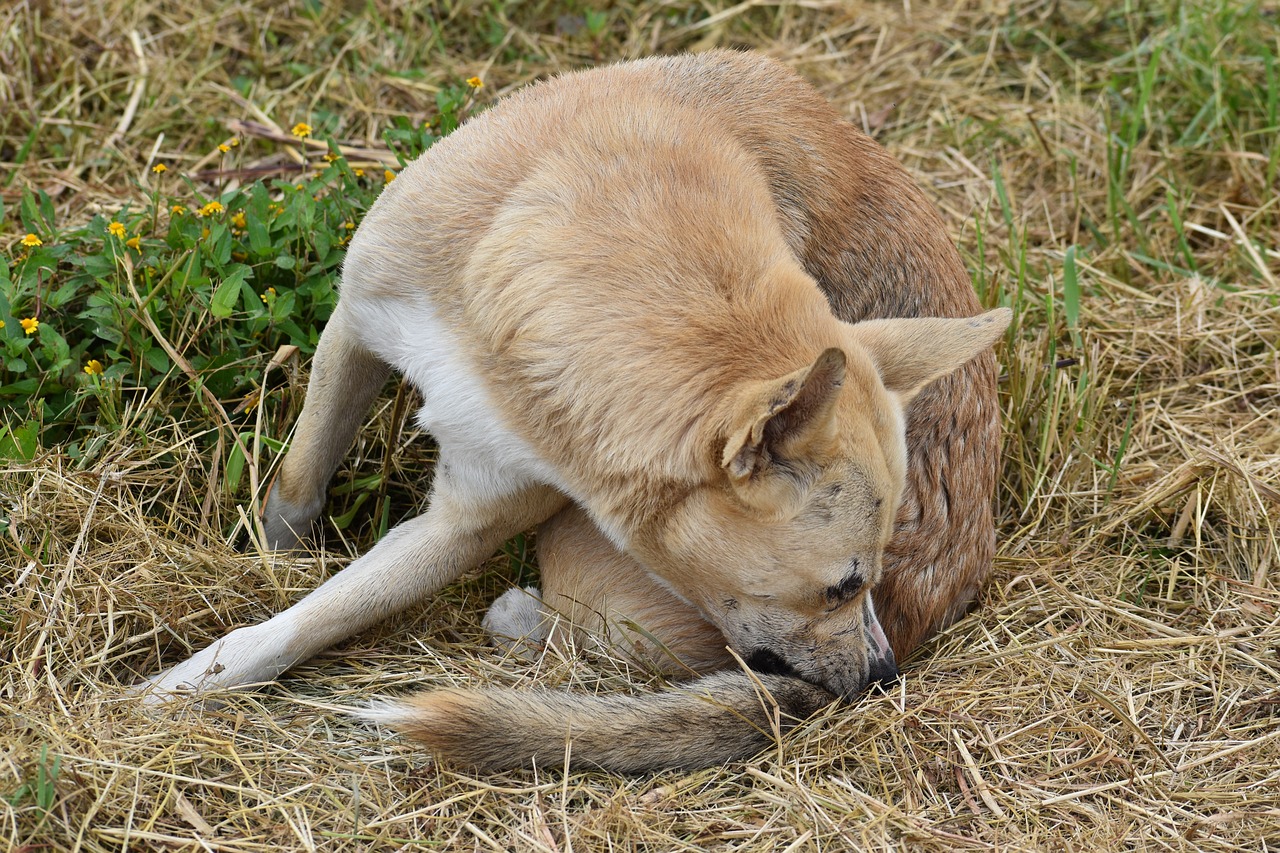 Como eliminar las garrapatas en los perros