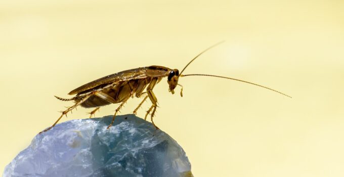 Donde se esconden las cucarachas