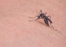PICADURA DE MOSQUITO