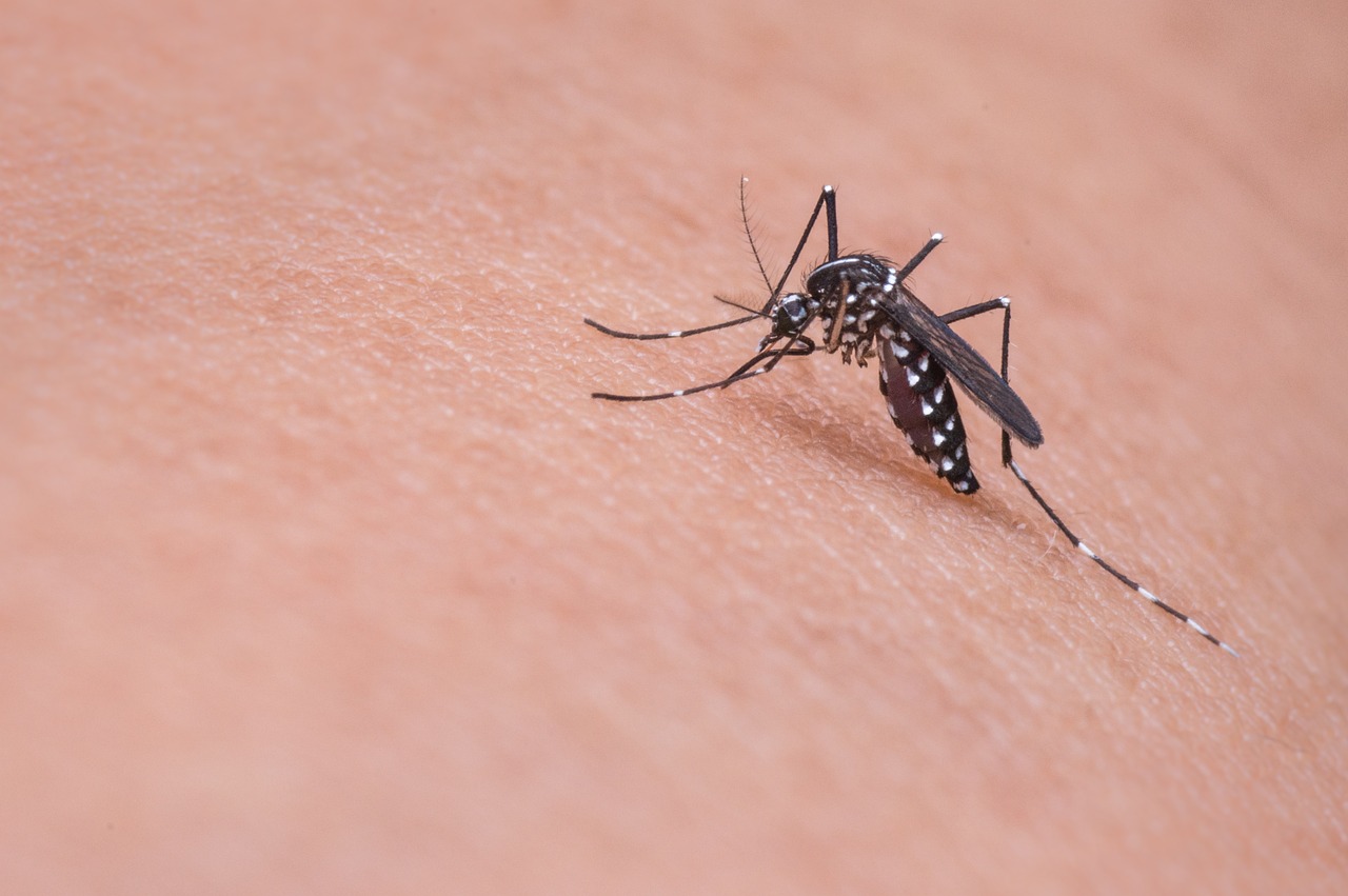 PICADURA DE MOSQUITO
