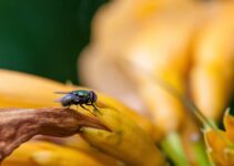 Cosas que atraen a las moscas