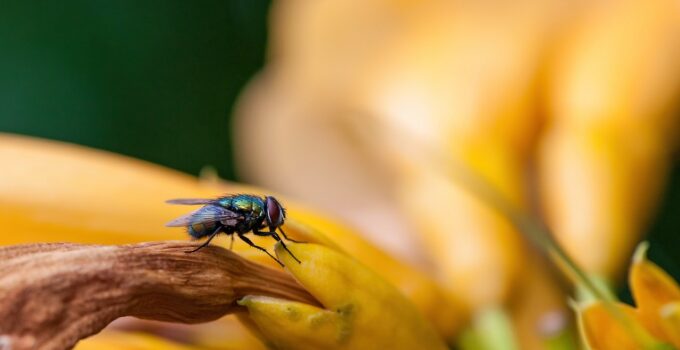 Cosas que atraen a las moscas