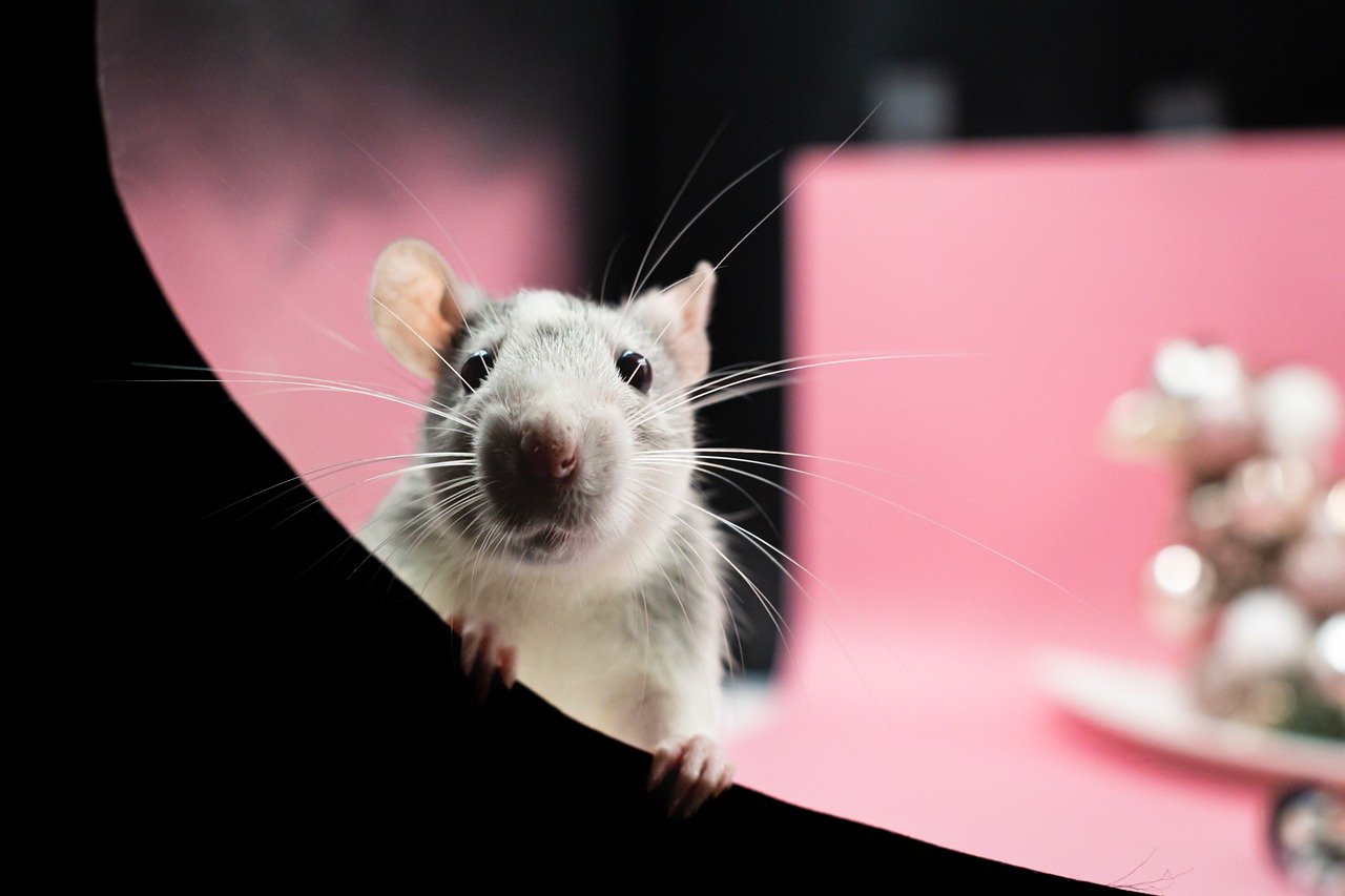 Formas de eliminar las ratas