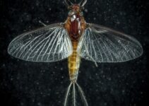 Cosas que puede hacer una polilla en casa