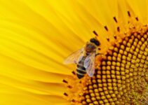 Productos para eliminar las avispas