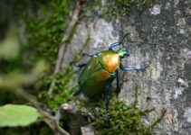 Evitar los escarabajos