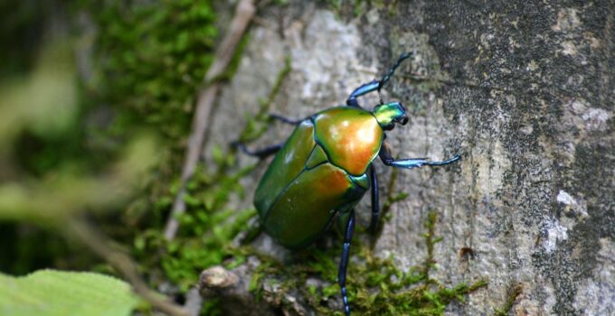 Evitar los escarabajos