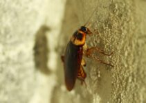 Donde viven las cucarachas