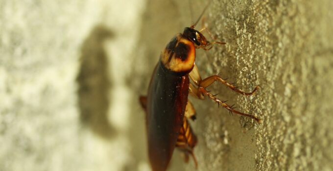 Donde viven las cucarachas