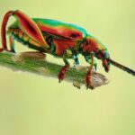Exterminar escarabajos