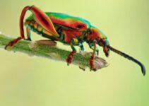 Exterminar escarabajos