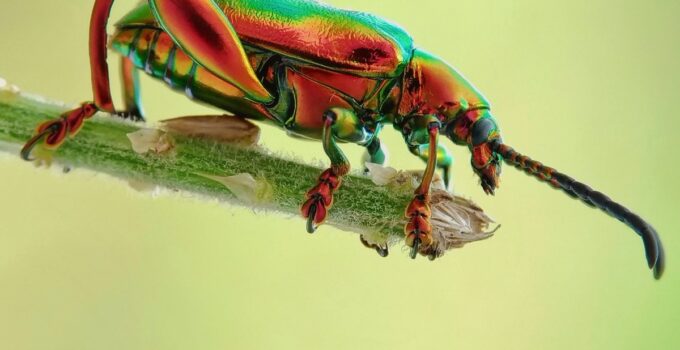 Exterminar escarabajos