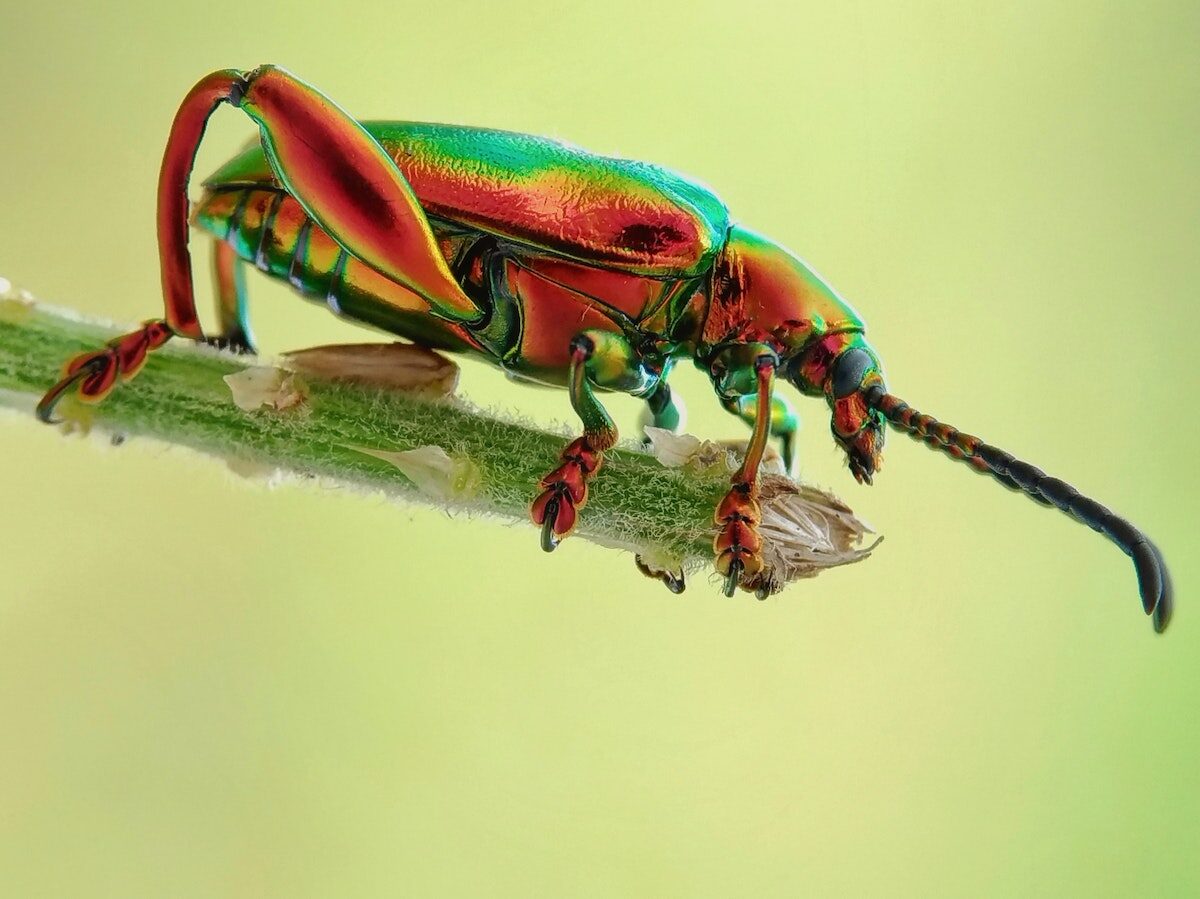 Exterminar escarabajos