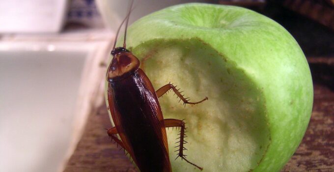 Remedios caseros contra las cucarachas
