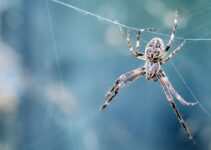 La mejor forma de evitar la tela de araña