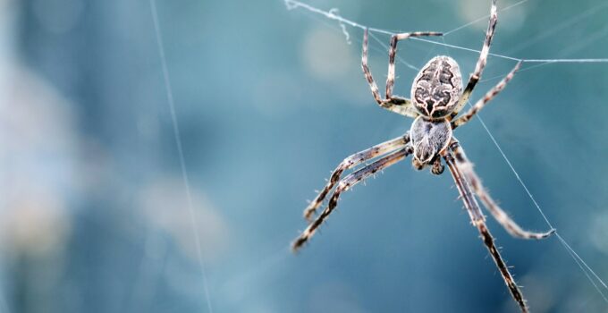 La mejor forma de evitar la tela de araña