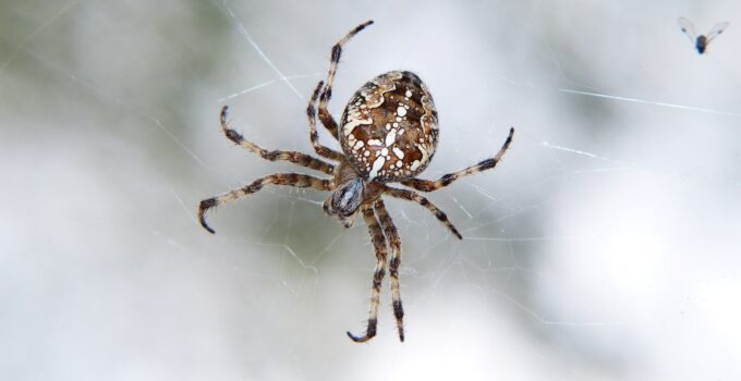 Como exterminar las arañas de la casa