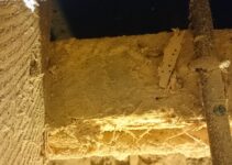 Aprende a alejar las termitas de tu hogar