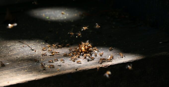 ¿Qué son las termitas?