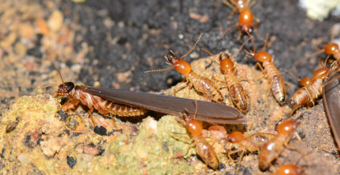 Porque es importante eliminar las termitas