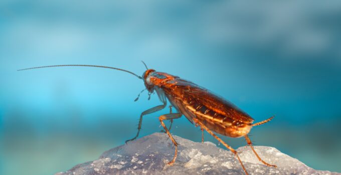 Soluciones caseras para eliminar cucarachas