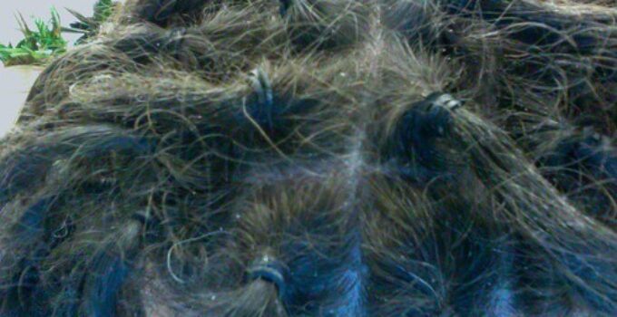 Eliminar las liendres