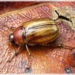 Características de los escarabajos