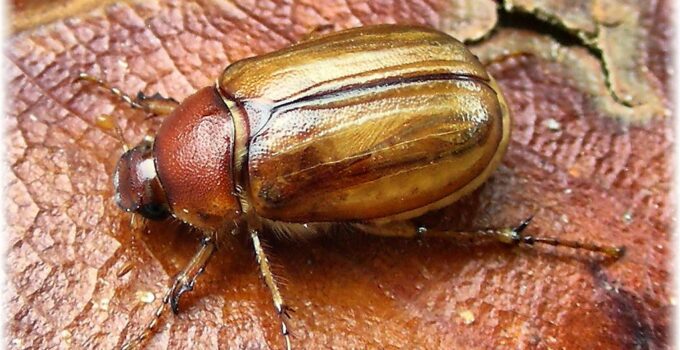 Características de los escarabajos