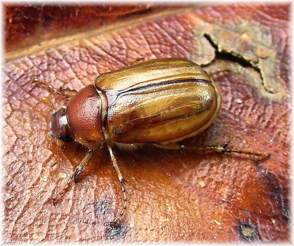 Características de los escarabajos