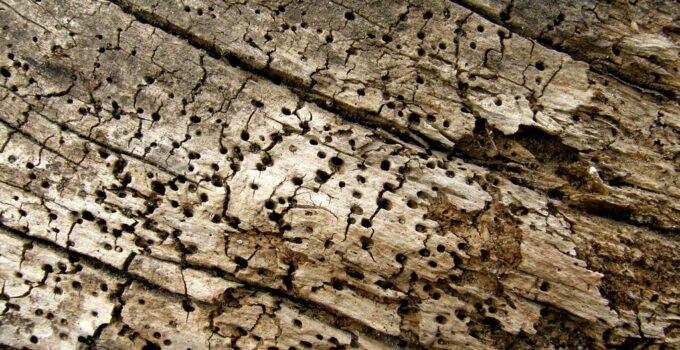 Remedios caseros contra la carcoma