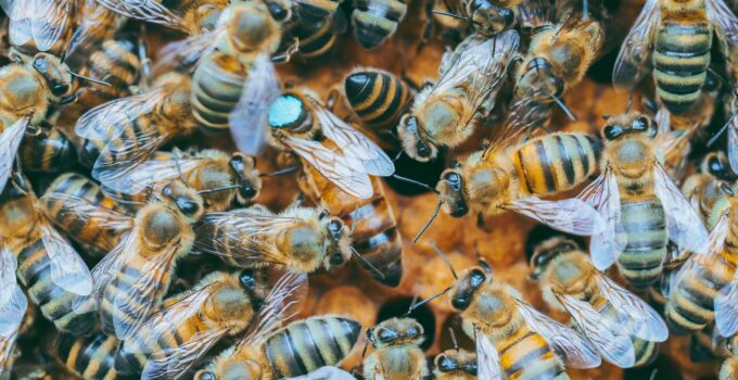 Como combatir las avispas