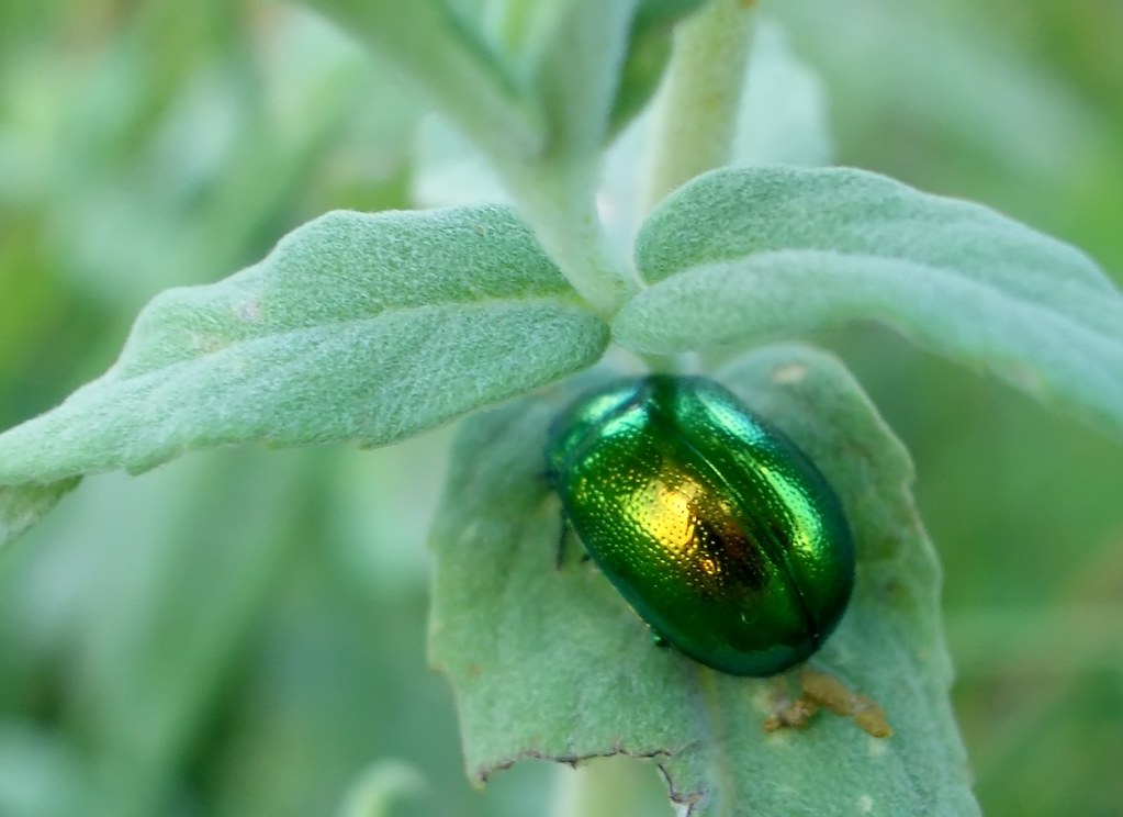 Como ahuyentar los escarabajos
