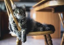 Eliminar ratas con gatos