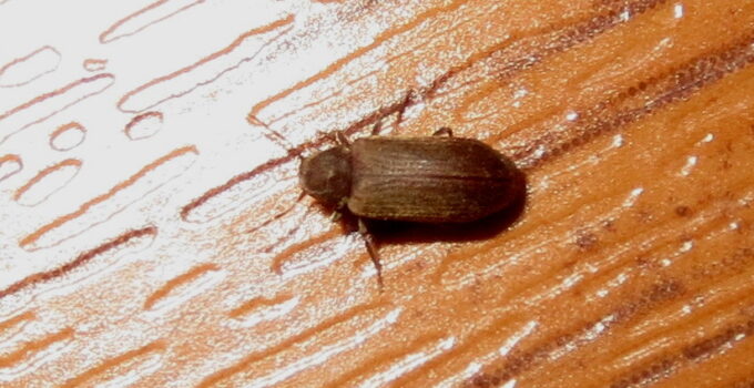 Métodos para eliminar las carcomas