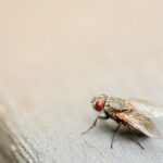 Remedios caseros para matar moscas