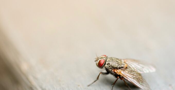 Remedios caseros para matar moscas