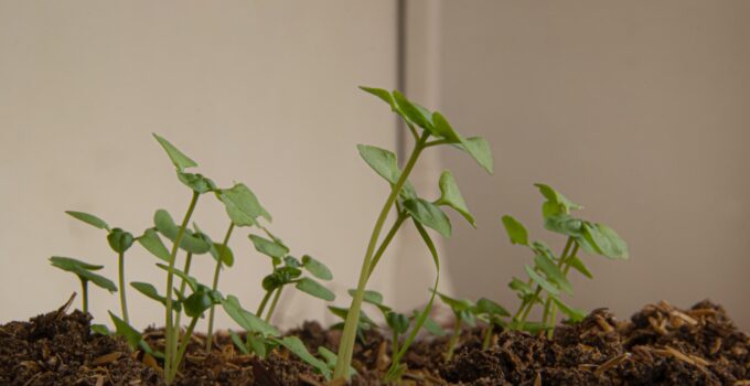 Como ahuyentar los mosquitos