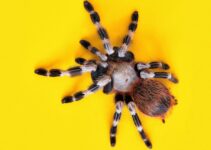 Como identificar a una araña venenosa. Foto por Julian Schultz. Unsplash.