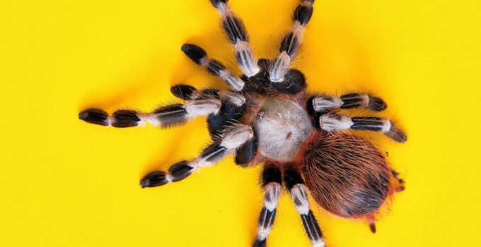 Como identificar a una araña venenosa. Foto por Julian Schultz. Unsplash.